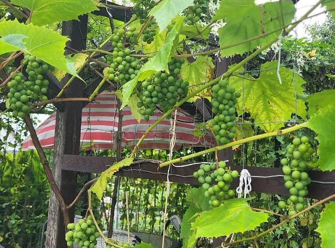 Pokoje Pod 22 Bis Homestay *